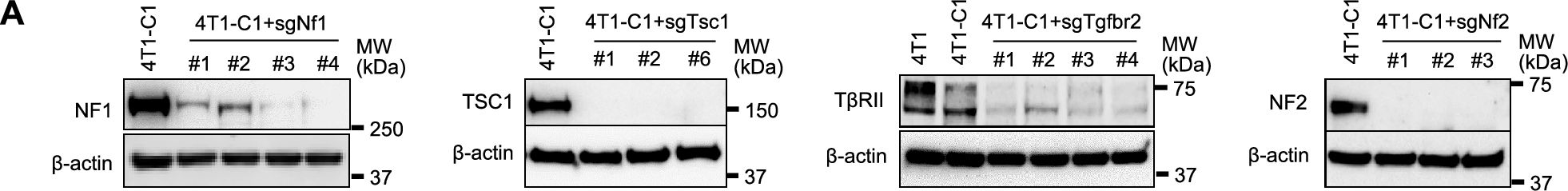 Fig.3.A showing Western Blotting from the publication: Loss of tumor suppressors promotes inflammatory tumor microenvironment and enhances LAG3+T cell mediated immune suppression.