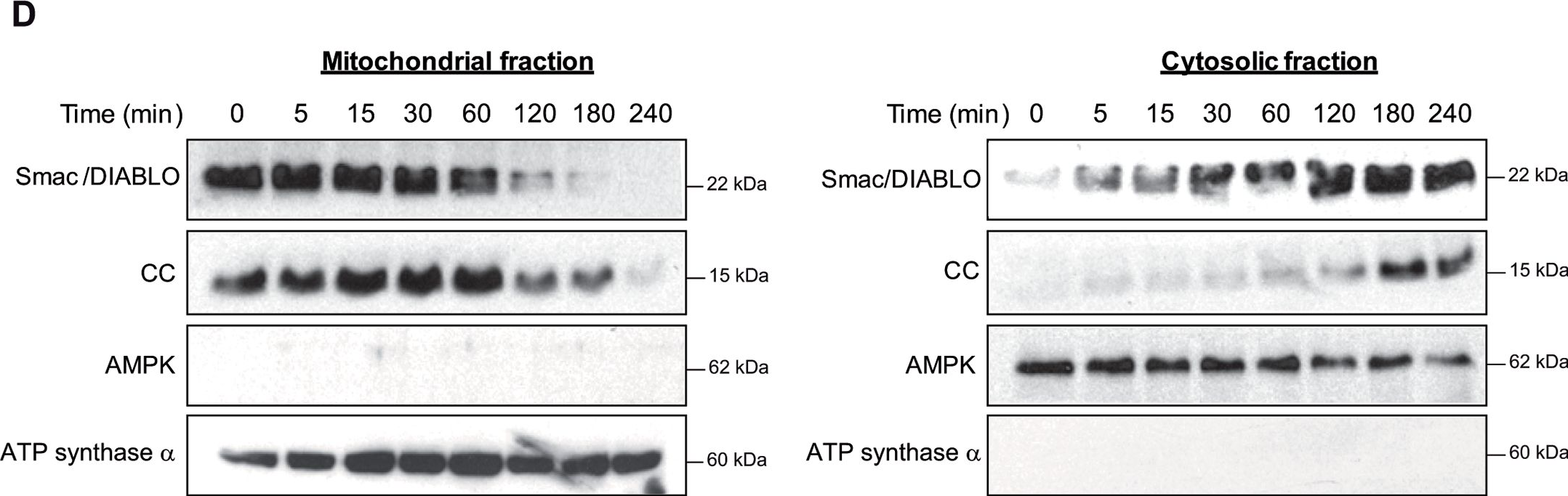 Fig.1.D showing Western Blotting in a Xenopus laevis (African clawed frog) sample from the publication: Osmostress-induced apoptosis in Xenopus oocytes: role of stress protein kinases, calpains and Smac/DIABLO.