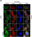 Fig.4.D showing Immunocytochemistry-immunofluorescence from the publication: STRAP Acts as a Scaffolding Protein in Controlling the TLR2/4 Signaling Pathway.