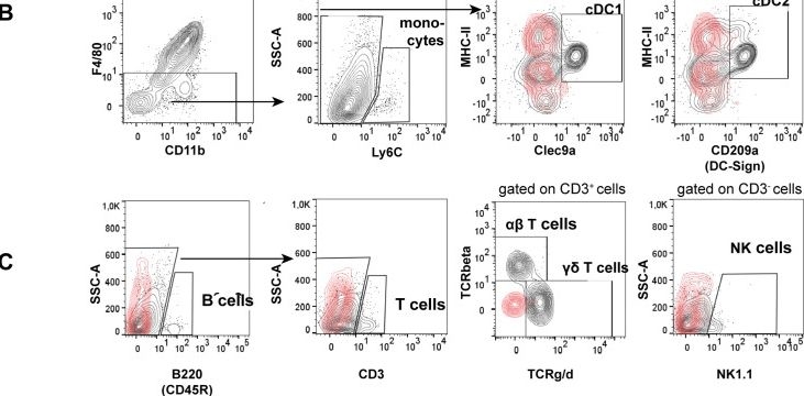 Fig.4.B showing Flow cytometry/Cell sorting in a Mus musculus (House mouse) sample from the publication: The regional distribution of resident immune cells shapes distinct immunological environments along the murine epididymis.