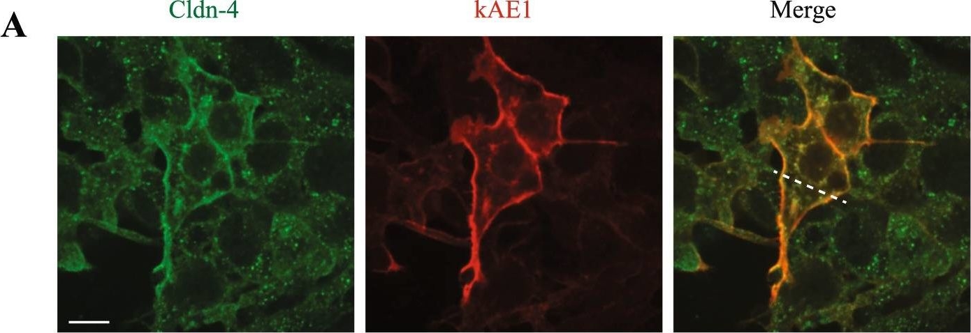 Fig.5.A showing Immunocytochemistry-immunofluorescence in a Mus musculus (House mouse) sample from the publication: The kidney anion exchanger 1 affects tight junction properties via claudin-4.