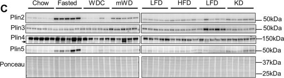 Fig.2.C showing Western Blotting from the publication: Elevated adipose inflammation, but reduced hepatic triacylglycerol storage in diet-induced obese Plin4-/- mice.