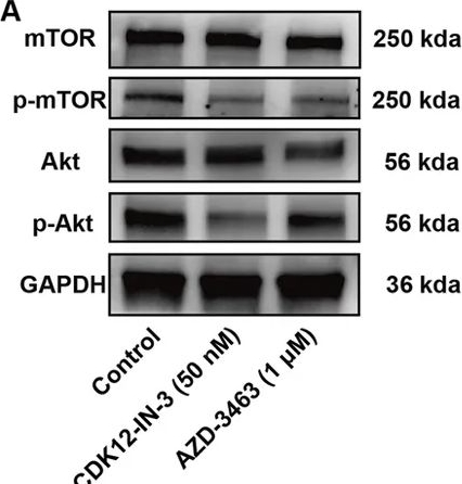 Fig.8.A showing Western Blotting in a Homo sapiens (Human) sample from the publication: Virtual screening and MD simulation-guided discovery of CDK12-IN-3, a potent ALK inhibitor suppressing neuroblastoma growth in vitro and in vivo.