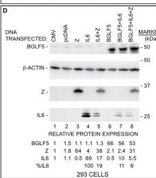 Fig.7.D showing Western Blotting in an Oryctolagus cuniculus (Rabbit) sample from the publication: Playing both sides - Epstein-Barr Virus accumulates select cellular transcripts to counter virus-mediated host shut-off in lytic cells.