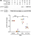 Fig.10.A showing Western Blotting from the publication: Arachidonic acid, a clinically adverse mediator in the ovarian cancer microenvironment, impairs JAK-STAT signaling in macrophages by perturbing lipid raft structures.