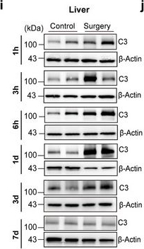 Fig.2.I showing Western Blotting from the publication: Inhibiting Liver-Derived C3 Protein Rescues Anesthesia/Surgery-Induced Cognitive Impairment, Synaptic Disorders, and Microglial Phagocytosis.