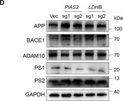 Fig.4.D showing Western Blotting in a Homo sapiens (Human) sample from the publication: Genome-Wide CRISPR Screening Identifies Genetic Modulators of Amyloid Precursor Protein Processing.