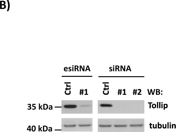 Fig.1.B showing Western Blotting in a Homo sapiens (Human) sample from the publication: Endocytic Adaptor Protein Tollip Inhibits Canonical Wnt Signaling.