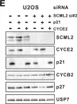 Fig.4.E showing Western Blotting from the publication: Polycomb protein SCML2 regulates the cell cycle by binding and modulating CDK/CYCLIN/p21 complexes.