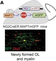 Fig.8.A showing Immunohistochemistry-immunofluorescence from the publication: Fibulin-2 is an extracellular matrix inhibitor of oligodendrocytes relevant to multiple sclerosis.