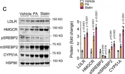 Fig.6.C showing Western Blotting from the publication: MMAB promotes negative feedback control of cholesterol homeostasis.