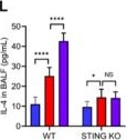 Fig.6.L showing Enzyme-linked immunosorbent assay from the publication: PVC Nanoplastics Exposure Exacerbates Asthma through R-Loop Accumulation and Subsequent STING Activation in Macrophages.