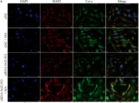Fig.10.A showing Immunocytochemistry-immunofluorescence in a Mus musculus (House mouse) sample from the publication: Nrf2 Deficiency Exacerbates Methamphetamine-Induced Neuronal Apoptosis and Cognitive Dysfunction in Male Mice.
