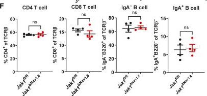 Fig.1.F from the publication: Neuronal responses to cytokines limit intestinal hypermotility and systemic effects of colonic inflammation.