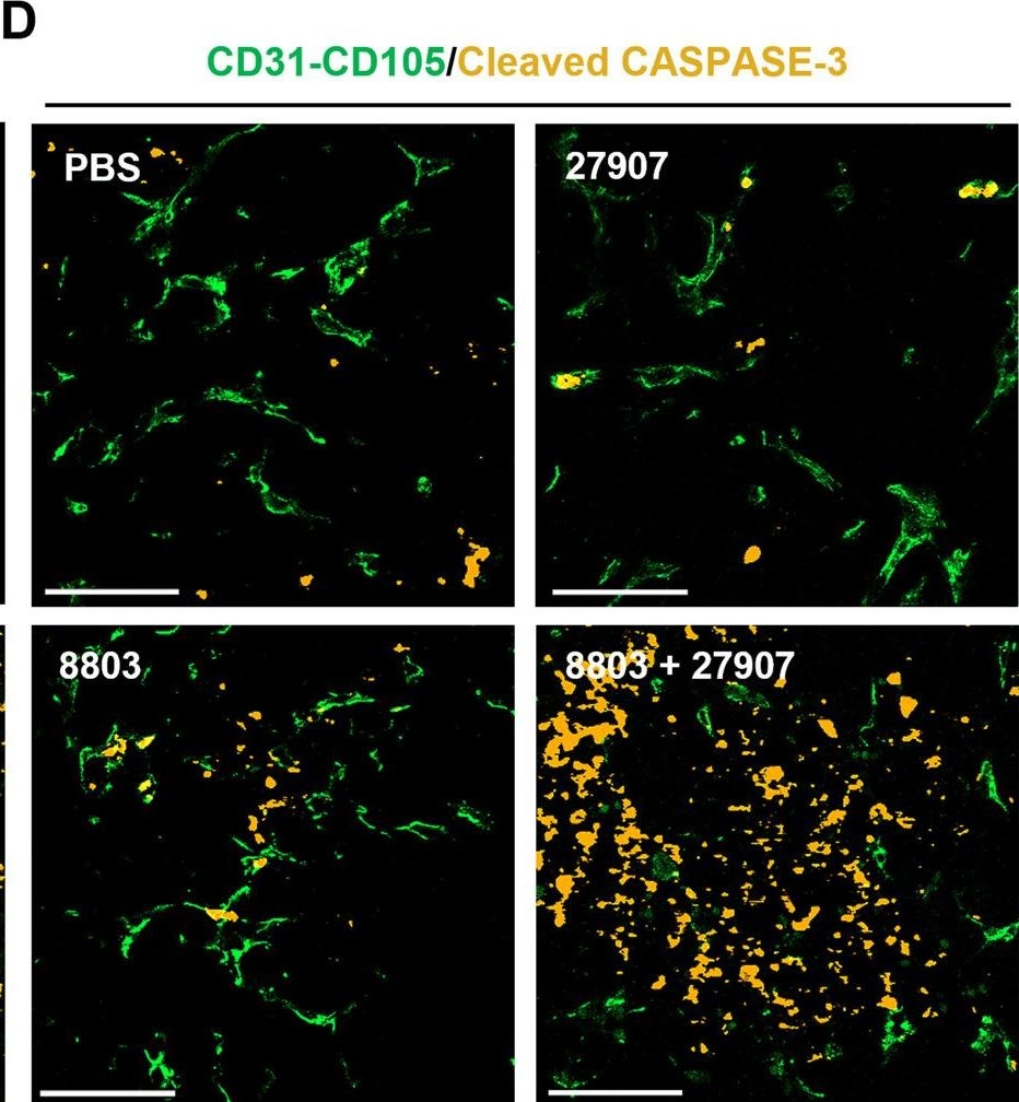 Fig.6.D showing Immunohistochemistry-immunofluorescence in a Mus musculus (House mouse) sample from the publication: Tumor microenvironment remodeling by STING agonism sensitizes endothelial cells to cytotoxic anti-PD-L1/L2 antibody.