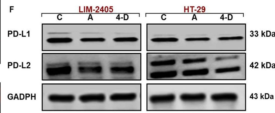 Fig.7.F showing Western Blotting in a Homo sapiens (Human) sample from the publication: Cholinergic signaling influences the expression of immune checkpoint inhibitors, PD-L1 and PD-L2, and tumor hallmarks in human colorectal cancer tissues and cell lines.