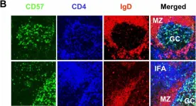 Fig.1.B showing Immunohistochemistry-immunofluorescence in a Homo sapiens (Human) sample from the publication: Human CD57+ germinal center-T cells are the major helpers for GC-B cells and induce class switch recombination.