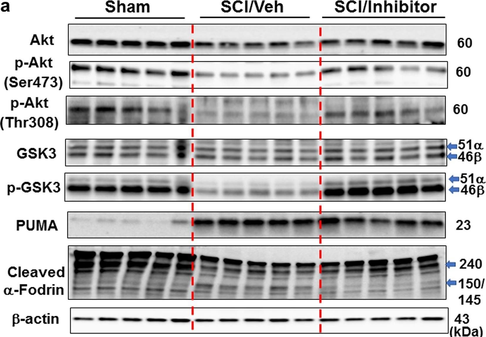 Fig.2.A showing Western Blotting from the publication: Inhibition of microRNA-711 limits angiopoietin-1 and Akt changes, tissue damage, and motor dysfunction after contusive spinal cord injury in mice.