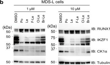 Fig.3.B showing Western Blotting in a Rattus norvegicus (Rat) sample from the publication: Lenalidomide derivatives and proteolysis-targeting chimeras for controlling neosubstrate degradation.