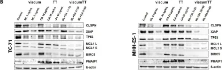 Fig.4.B showing Western Blotting from the publication: Multiple Active Compounds from Viscum album L. Synergistically Converge to Promote Apoptosis in Ewing Sarcoma.