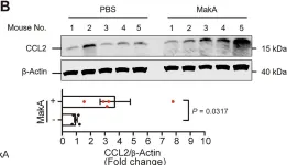 mielページ❤︎ 127602) Purified anti-mouse Ly-6G [1A8]; Monoclonal - BioLegend