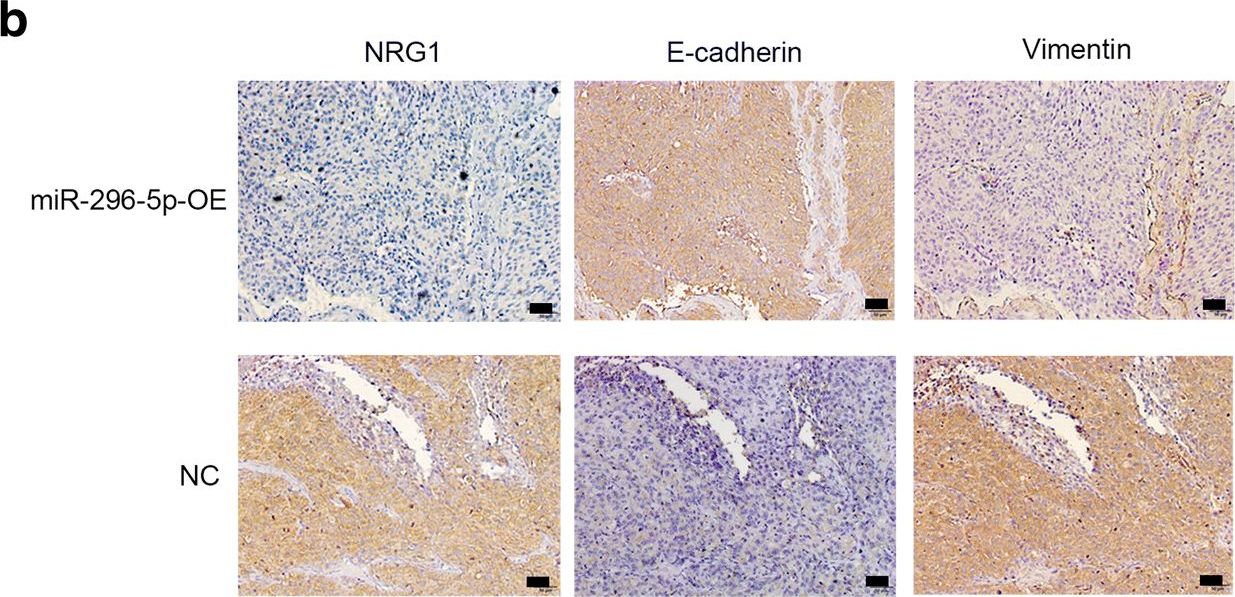 nrg1 antibodies - Antibody search engine - CiteAb