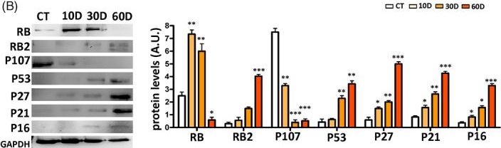 Fig.2.B showing Western Blotting in a Homo sapiens (Human) sample from the publication: Progression of irradiated mesenchymal stromal cells from early to late senescence: Changes in SASP composition and anti-tumour properties.