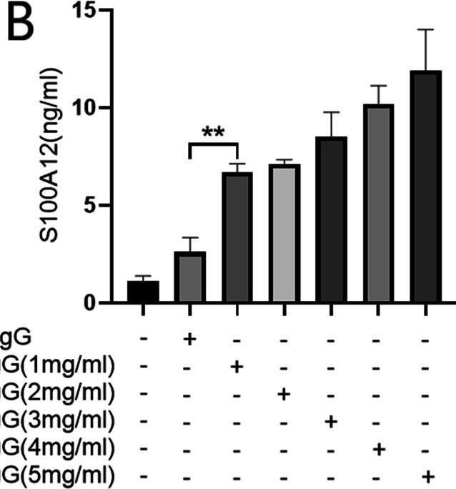 Fig.3.B showing Enzyme-linked immunosorbent assay from the publication: The potential pathogenic roles of S100A8/A9 and S100A12 in patients with MPO-ANCA-positive vasculitis.