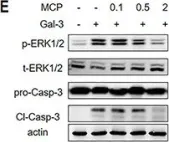 Fig.7.E showing Western Blotting from the publication: The N-terminal tail coordinates with carbohydrate recognition domain to mediate galectin-3 induced apoptosis in T cells.