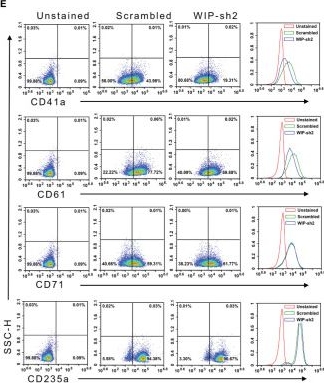 Fig.5.E showing Flow cytometry/Cell sorting in a Homo sapiens (Human) sample from the publication: FLI1 Induces Megakaryopoiesis Gene Expression Through WAS/WIP-Dependent and Independent Mechanisms; Implications for Wiskott-Aldrich Syndrome.