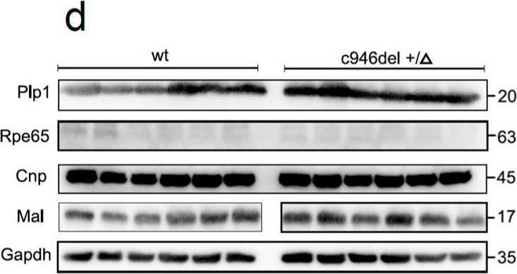 Fig.5.D showing Western Blotting in a Mus musculus (House mouse) sample from the publication: PLP1-Targeting Antisense Oligonucleotides Improve FOXG1 Syndrome Mice.