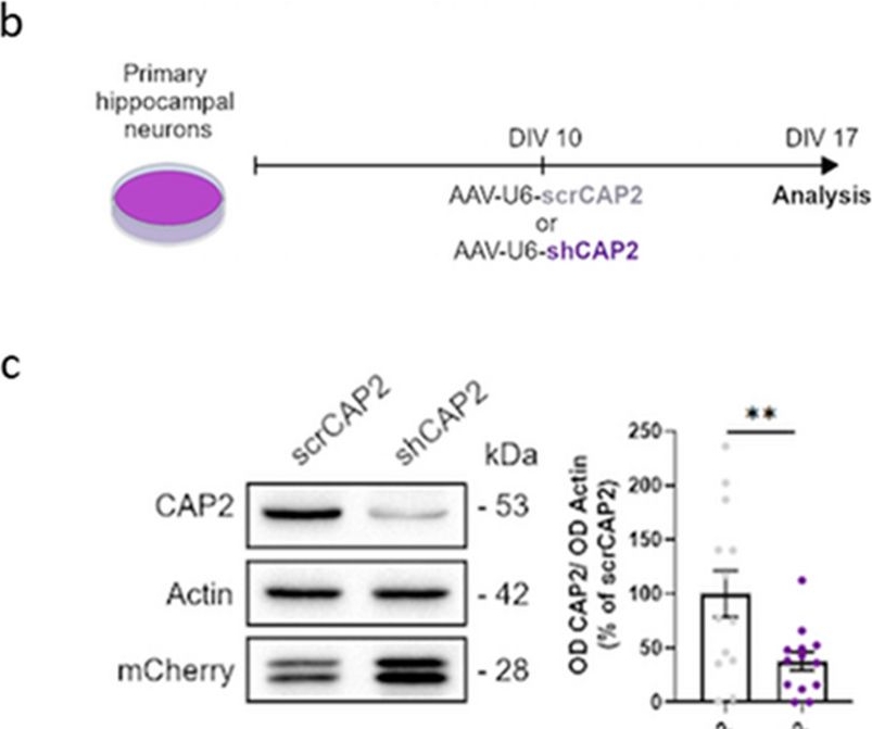 Fig.1.B showing Western Blotting in a Homo sapiens (Human) sample from the publication: Cerebrospinal fluid cyclase-associated protein 2 is increased in Alzheimer's disease and correlates with tau pathology.