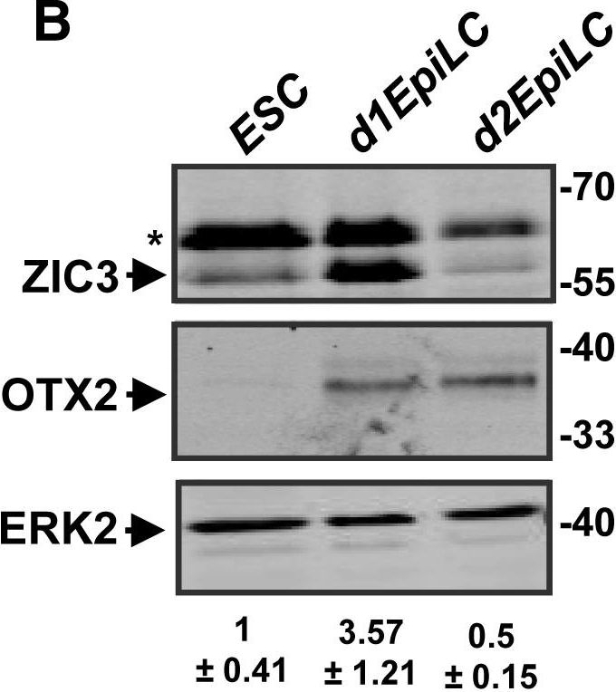 Fig.2.B showing Western Blotting in a Mus musculus (House mouse) sample from the publication: ZIC3 Controls the Transition from Naive to Primed Pluripotency.