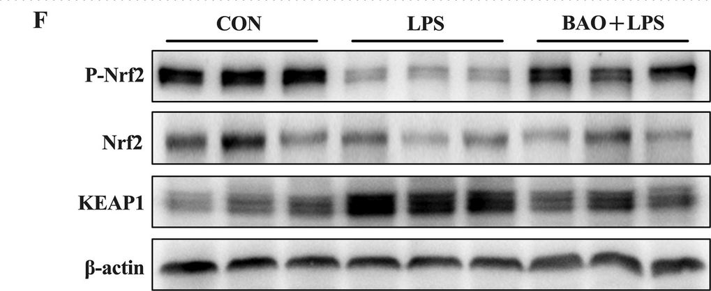Fig.5.F showing Western Blotting from the publication: Dietary supplementation of benzoic acid and essential oils combination enhances intestinal resilience against LPS stimulation in weaned piglets.
