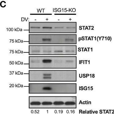 Fig.4.C showing Western Blotting in a Homo sapiens (Human) sample from the publication: ISG15/USP18/STAT2 is a molecular hub regulating IFN I-mediated control of Dengue and Zika virus replication.