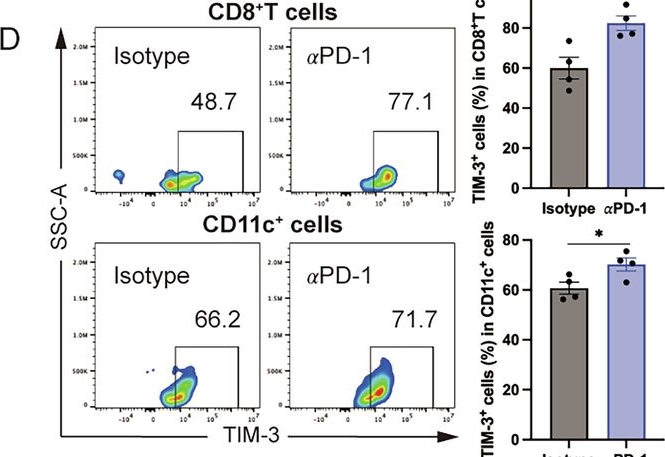 Fig.1.D showing Flow cytometry/Cell sorting in a Mus musculus (House mouse) sample from the publication: Dual blockades of TIM-3 and PD-1 effectively prevent hyper-progression and enhance the efficacy of anti-PD-1 therapy in high-grade serous ovarian cancer.
