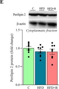 Fig.1.E showing Western Blotting from the publication: Oral administration of the probiotic strain Lactobacillus helveticus BGRA43 reduces high-fat diet-induced hepatic steatosis in mice and restores gut microbiota composition.