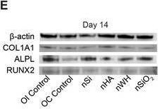 Fig.3.E showing Western Blotting in a Homo sapiens (Human) sample from the publication: Inorganic Biomaterials Shape the Transcriptome Profile to Induce Endochondral Differentiation.