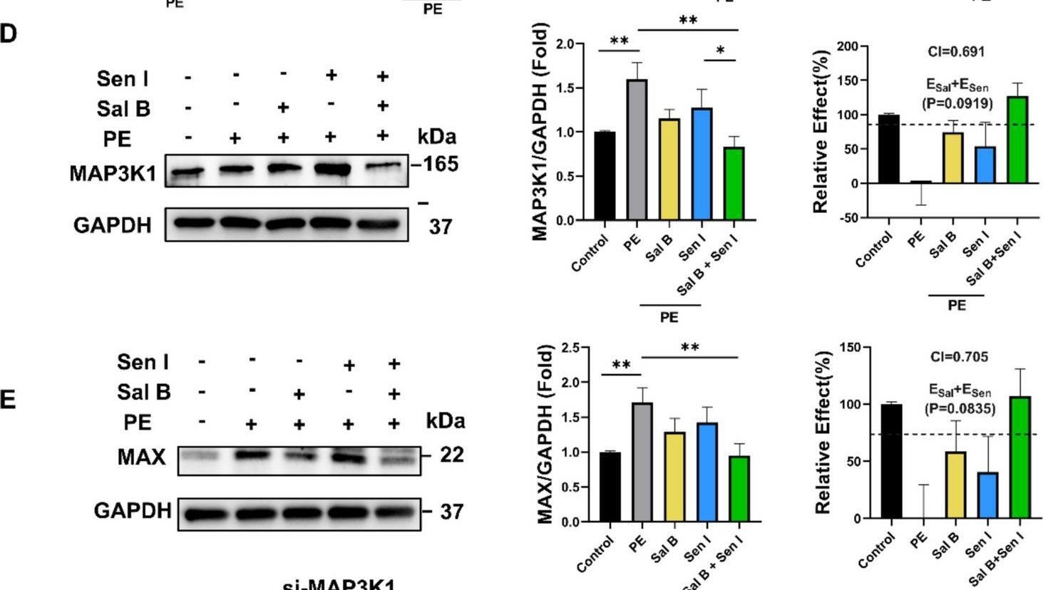 Fig.5.D showing Western Blotting from the publication: Salvianolic acid B and Senkyunolide I synergistically alleviate cardiac hypertrophy and regulate MAP3K1 signaling.