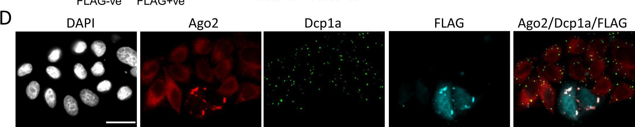 Fig.5.D showing Immunohistochemistry-immunofluorescence from the publication: Epstein-Barr Virus BGLF2 commandeers RISC to interfere with cellular miRNA function.