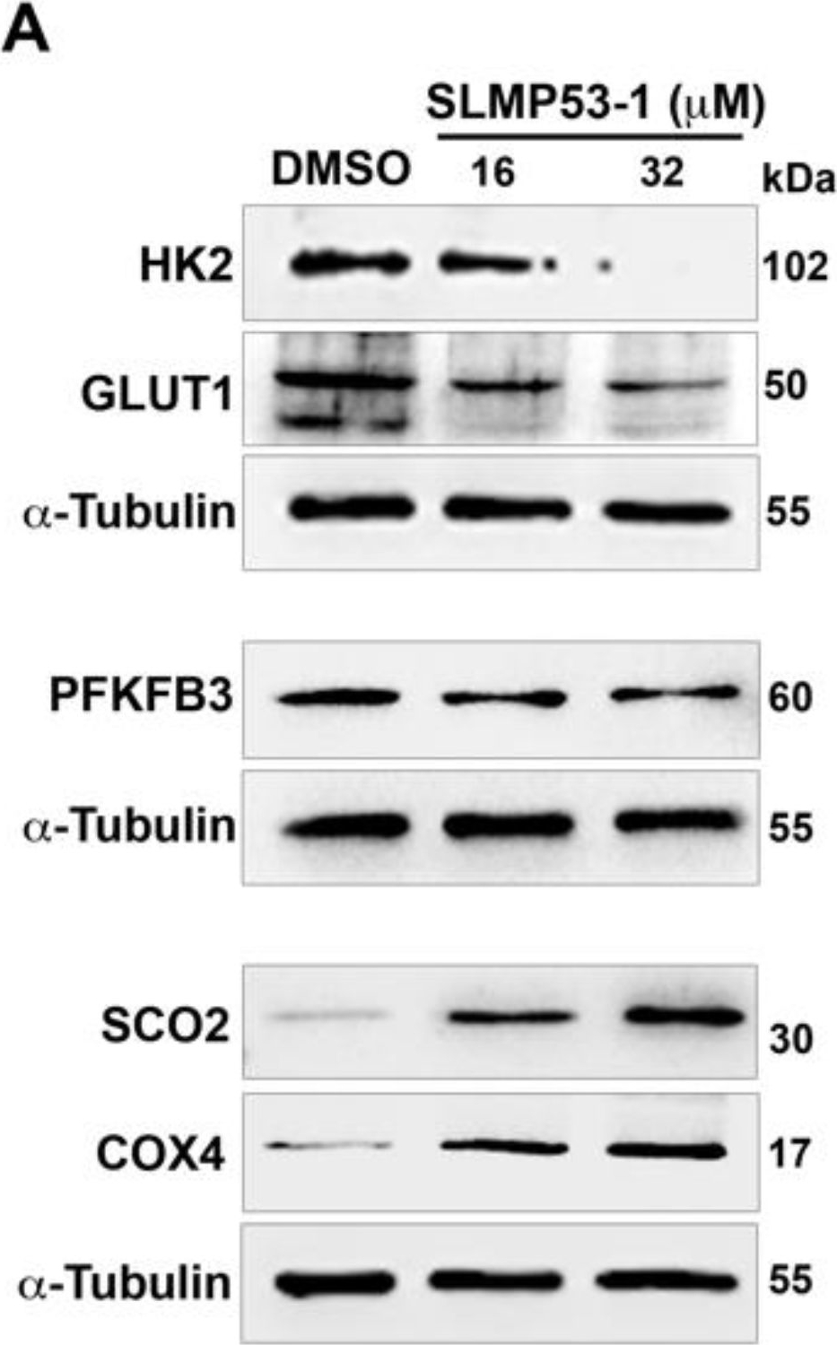 Fig.1.A showing Western Blotting in a Homo sapiens (Human) sample from the publication: SLMP53-1 Inhibits Tumor Cell Growth through Regulation of Glucose Metabolism and Angiogenesis in a P53-Dependent Manner.