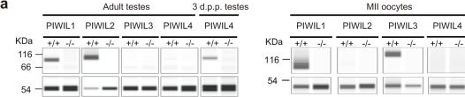 Fig.2.A showing Western Blotting from the publication: The non-redundant functions of PIWI family proteins in gametogenesis in golden hamsters.