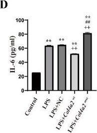 Fig.3.D showing Enzyme-linked immunosorbent assay from the publication: Col4a2 Mutations Contribute to Infantile Epileptic Spasm Syndrome and Neuroinflammation.