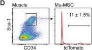 Fig.5.D showing Flow cytometry/Cell sorting from the publication: Mapping the Tissue-of-Origins of Mesenchymal Stromal Cells in Injury Repair.
