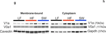 Fig.2.G showing Western Blotting from the publication: Adipocytes control food intake and weight regain via Vacuolar-type H+ ATPase.
