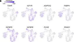 IGF-I Receptor beta Antibody | Cell Signaling Technology