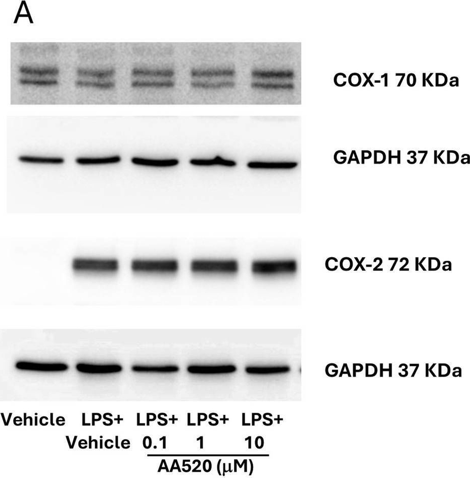 Fig.4.A showing Western Blotting from the publication: A sulfonimide derivative of bezafibrate as a dual inhibitor of cyclooxygenase-2 and PPARα.