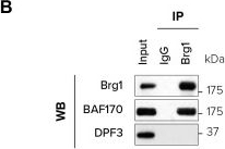 Fig.1.B showing Western Blotting in a Homo sapiens (Human) sample from the publication: Non-canonical role for the BAF complex subunit DPF3 in mitosis and ciliogenesis.