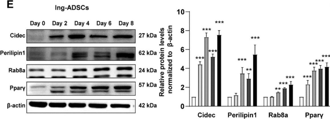 Metformin Inhibits Lipid Droplets Fusion and Growth via Reduction in Cidec and Its Regulatory Factors in Rat Adipose-Derived Stem Cells.