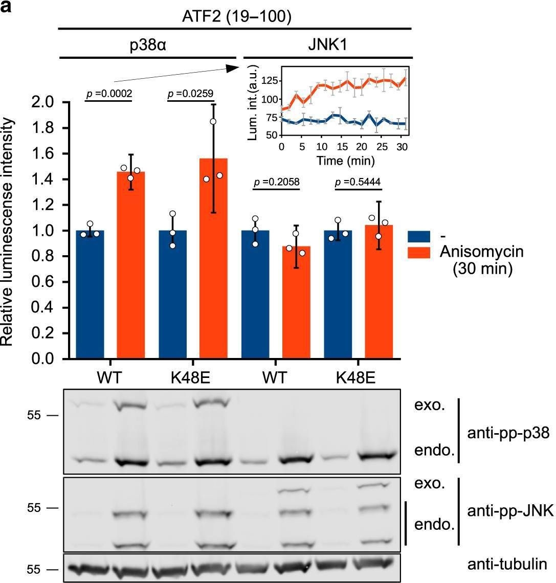 Fig.3.A showing Western Blotting in a Homo sapiens (Human) sample from the publication: Co-regulation of the transcription controlling ATF2 phosphoswitch by JNK and p38.